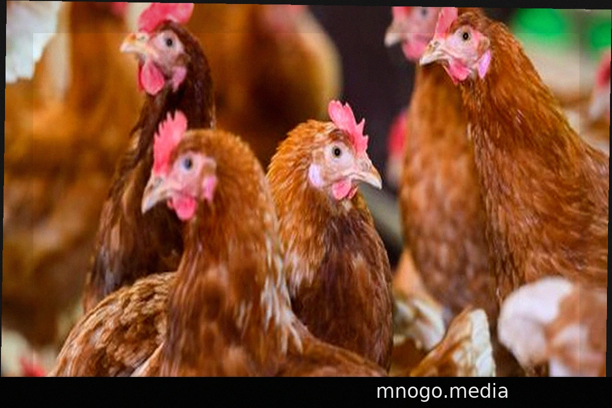 EU Kommission kündigt strengere Tierschutzregeln an