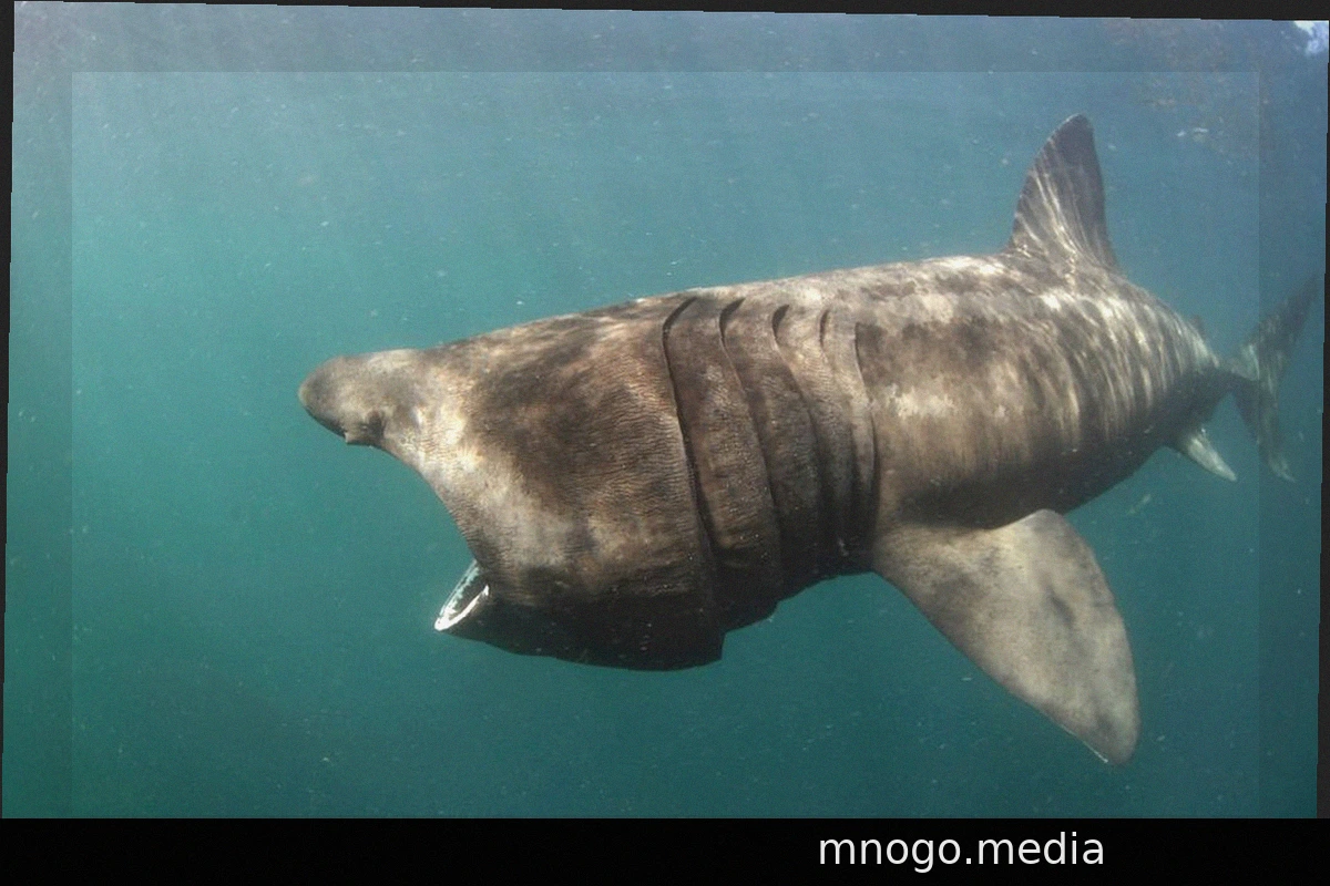 Rare Basking Shark Washed Ashore in Ålbæk, Denmark