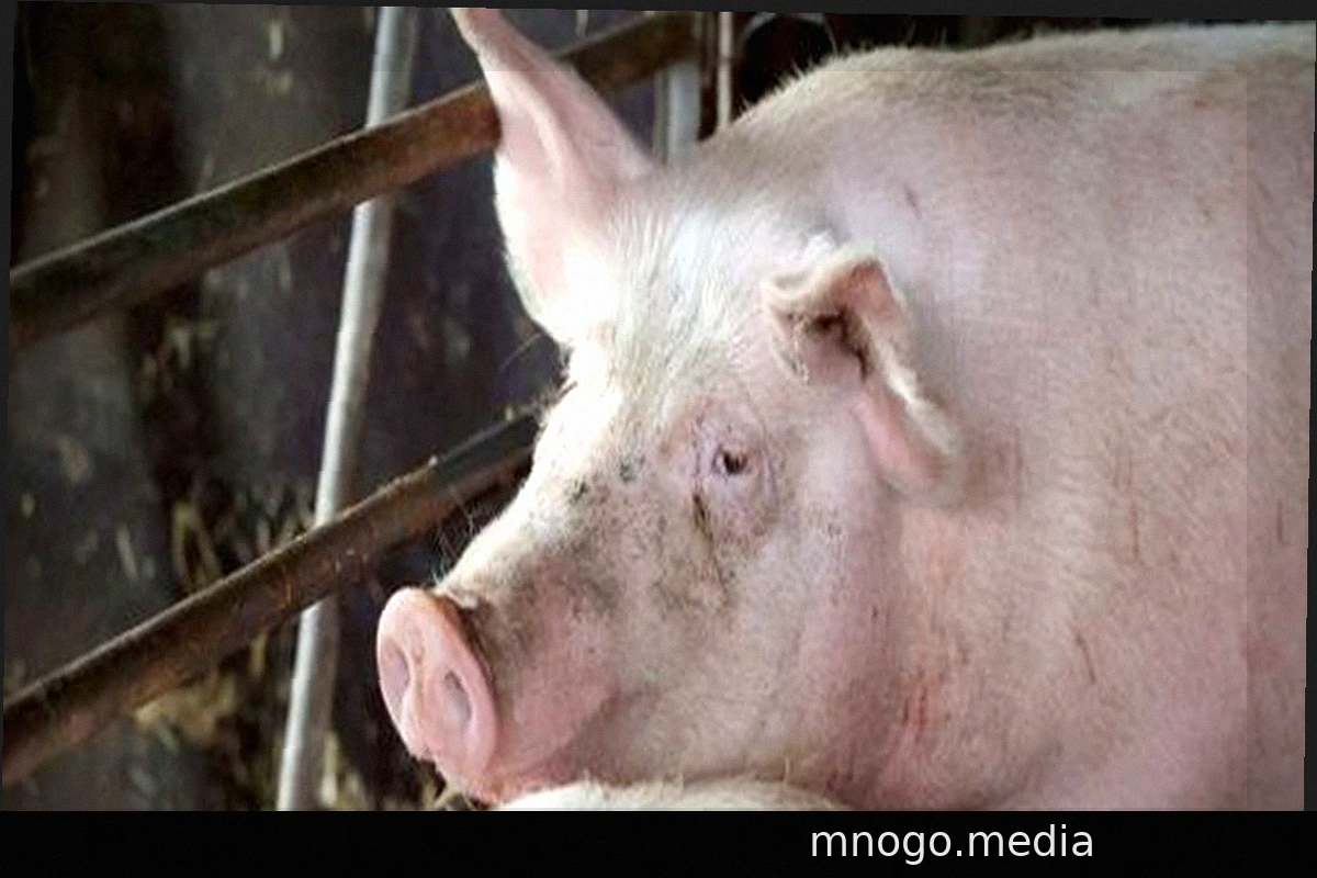 Aichach-Friedberg, Bavaria: Pigsty Burns Down, 1600 Animals Perish
