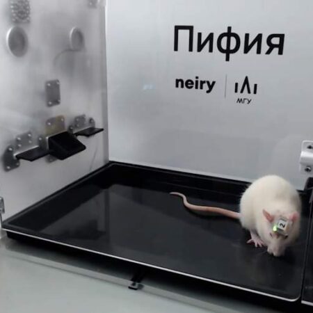 Neiry Lab: Rats with Neural Interfaces Well After Stratosphere Flight