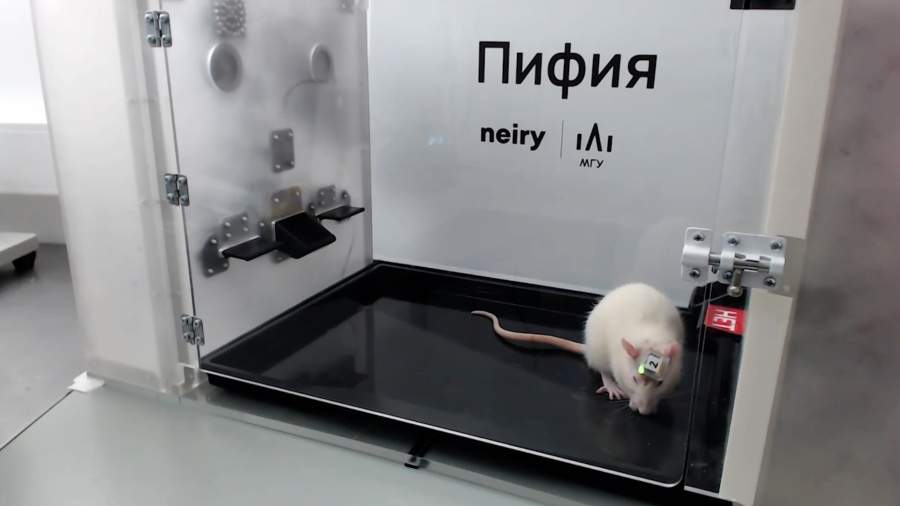 Preview Neiry Lab: Rats with Neural Interfaces Well After Stratosphere Flight