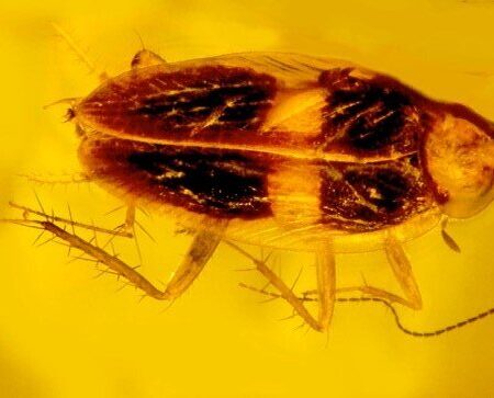Ancient Cockroach Discovered in 35-40 Million Year Old Amber