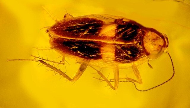 Preview Ancient Cockroach Discovered in 35-40 Million Year Old Amber