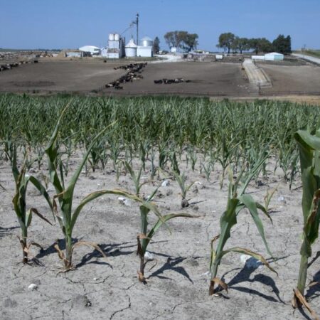 New Method Developed in Russia for Growing Corn in Drought Conditions