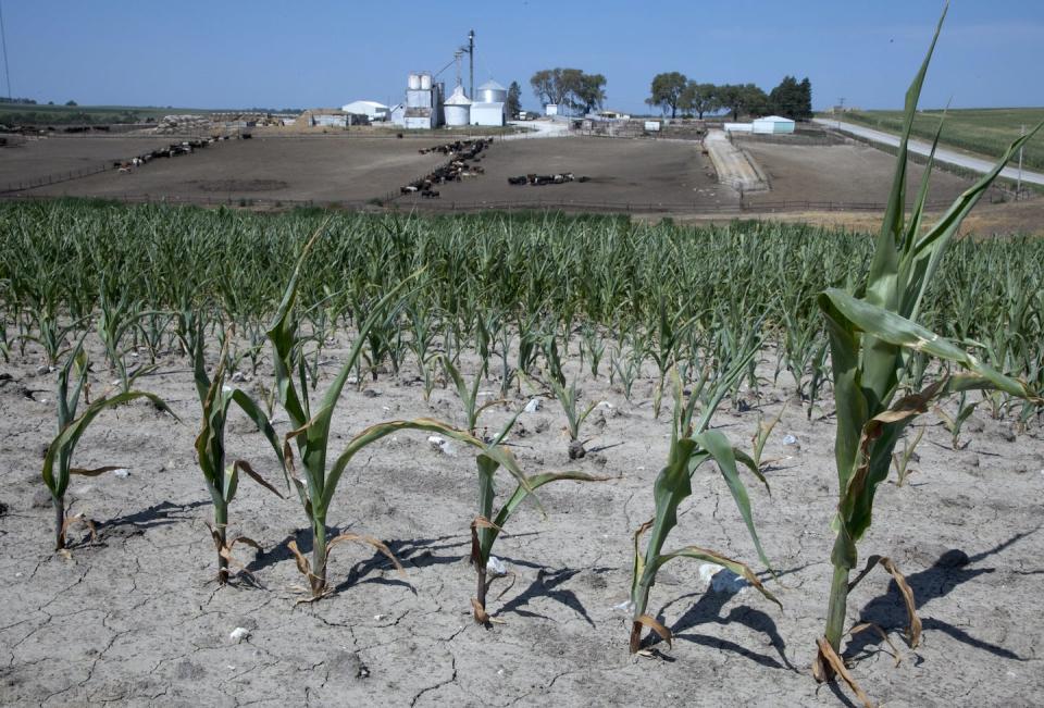 Preview New Method Developed in Russia for Growing Corn in Drought Conditions