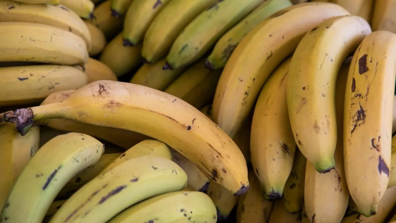 Preview Bananas Added to Russia’s Agricultural Production List