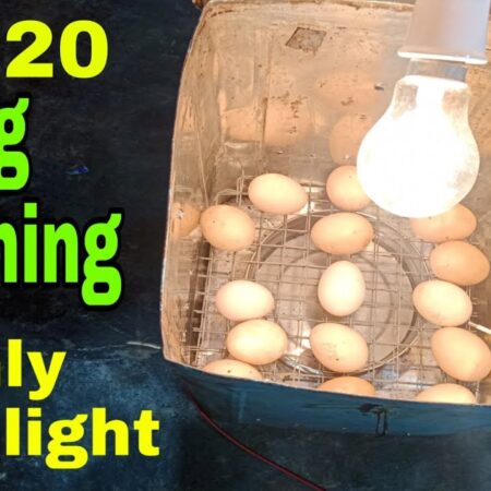 Simple Eggs Turn ‘Golden’: New Price Surge Expected in Autumn