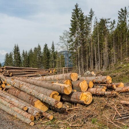 Government Commission Approves Amendments to Baikal Forest Logging Law
