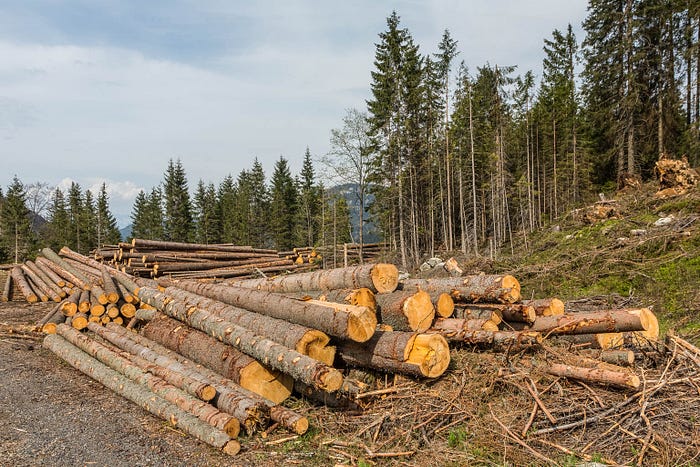 Preview Government Commission Approves Amendments to Baikal Forest Logging Law