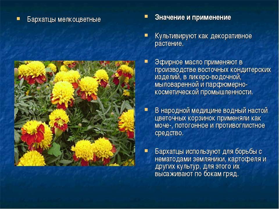 Preview Удивительные Открытия: Бактерицидные Свойства Бархатцев