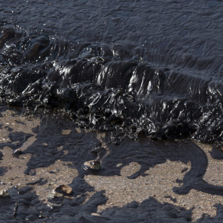 Black Sea Ecosystem Resilient After Fuel Oil Spill, Russian Scientists Confirm