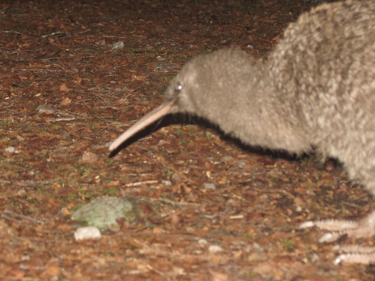 Preview Long-Lost Kiwi Species Found Alive in New Zealand