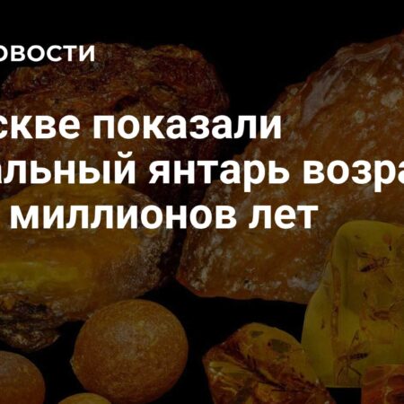 В Москве показали уникальный янтарь возрастом до 50 миллионов лет
