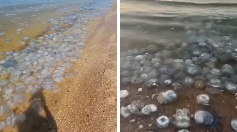 Preview В Азовском море появилось множество ядовитых медуз