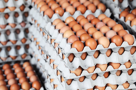 Preview Egg Prices Significantly Drop in Russia