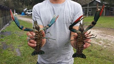 Preview Don Region Masters Australian Crayfish Breeding