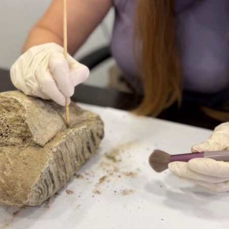 Mammoth Tooth Discovered in Central Nizhny Novgorod During Excavations