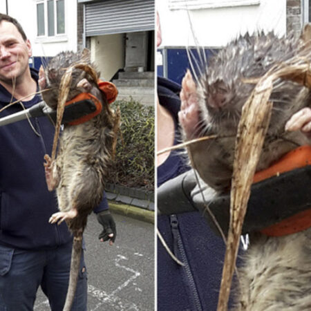 Giant Rat Exceeding Half a Meter in Length Caught in North Yorkshire