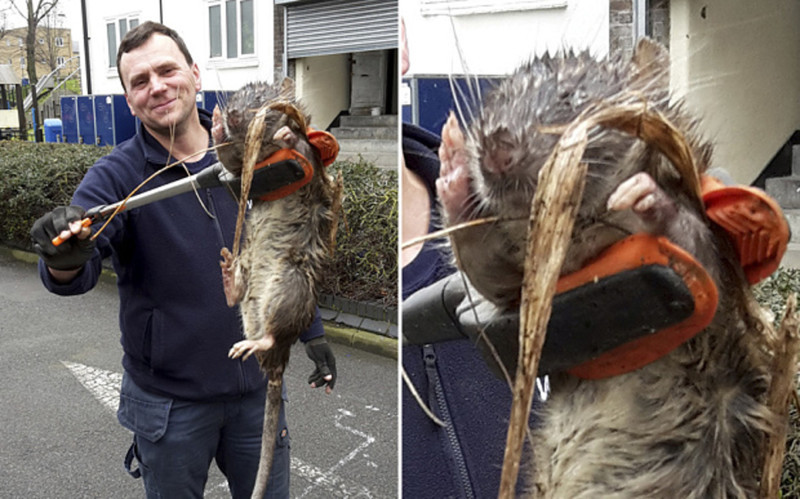 Preview Giant Rat Exceeding Half a Meter in Length Caught in North Yorkshire