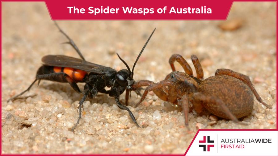 Preview Russians Alarmed by Venomous Wasp Spiders