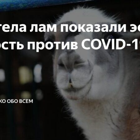 Llama Antibodies Demonstrate Effectiveness Against COVID-19 Strains