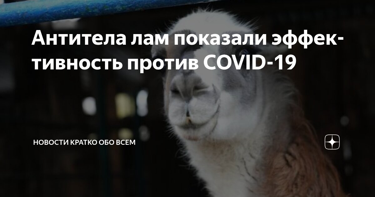 Preview Llama Antibodies Demonstrate Effectiveness Against COVID-19 Strains