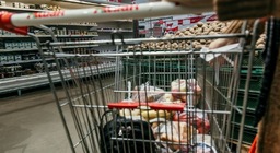 Preview На прошлой неделе в России заметно снизились цены на продукты