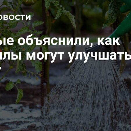 Ученые объяснили, как бациллы могут улучшать почву