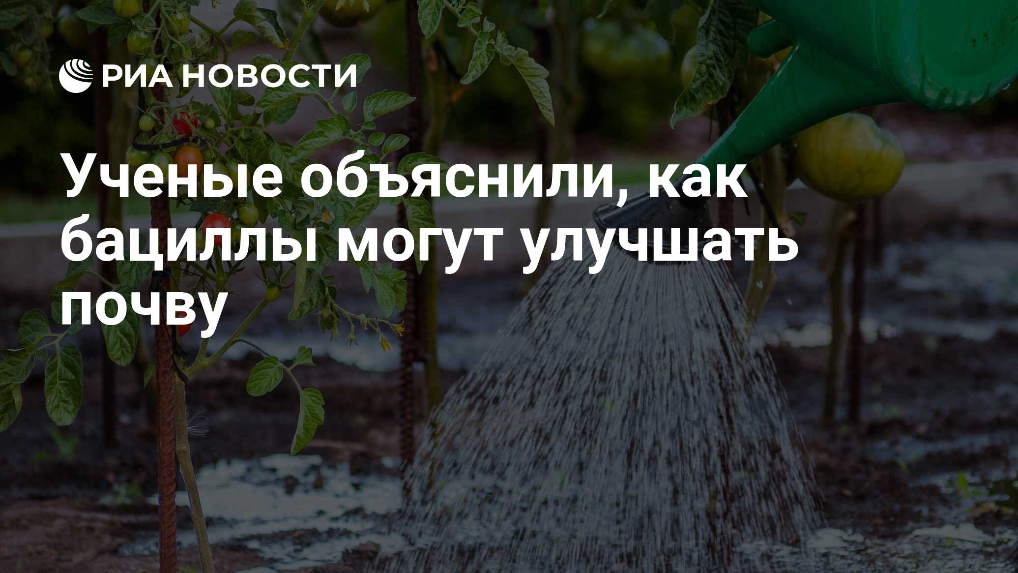 Preview Ученые объяснили, как бациллы могут улучшать почву