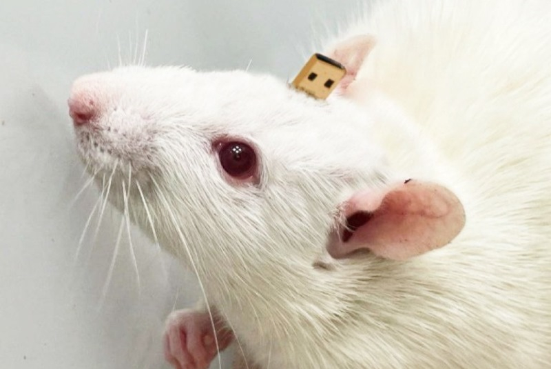 Preview Neiry: Rats with AI Implants Behave Like Normal Animals