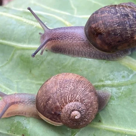 Search Launched for Rare Left-Coiling Snail in New Zealand