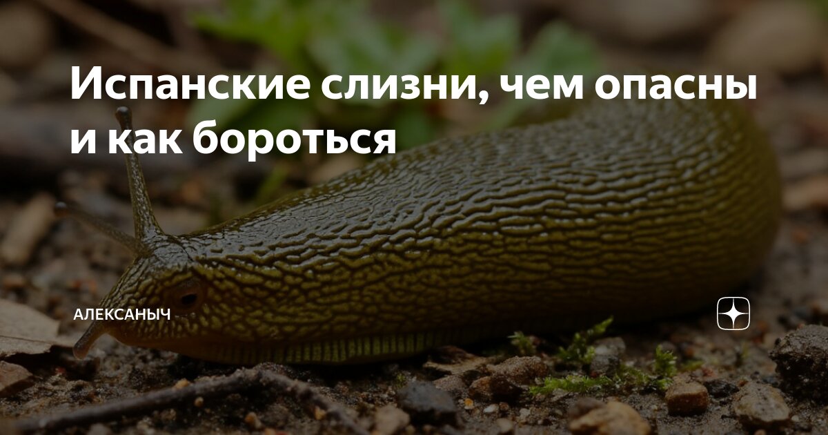 Preview Чем опасны испанские слизни: угроза здоровью и экологии