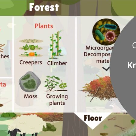 «Forests Will Become Lifeless Deserts»: Scientists Explain the Difficulty of Defeating Invasive Plants
