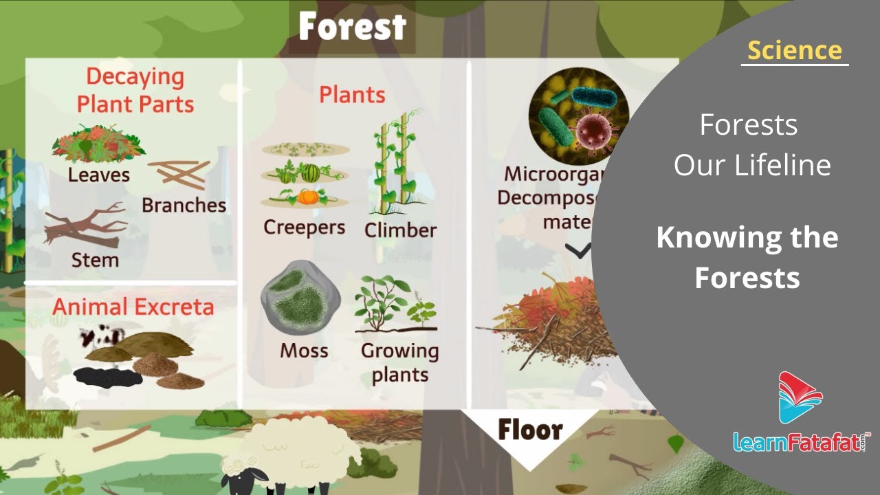 Preview «Forests Will Become Lifeless Deserts»: Scientists Explain the Difficulty of Defeating Invasive Plants