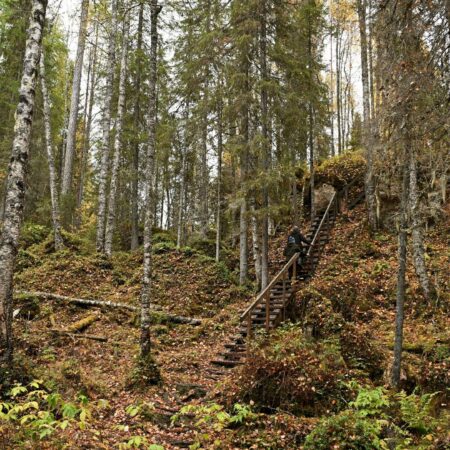 Проект «Хранители леса»: Защита первозданных лесов России