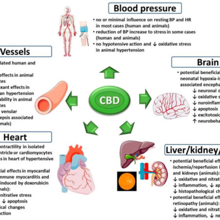 Groundbreaking Discovery in Tula: Predicting Cardiovascular Crises Through Chronic Stress Assessment
