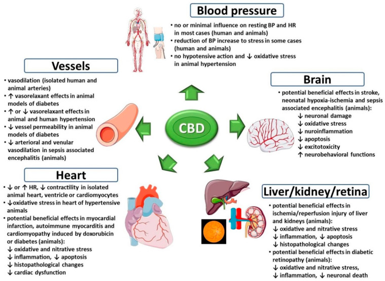 Preview Groundbreaking Discovery in Tula: Predicting Cardiovascular Crises Through Chronic Stress Assessment