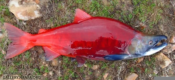Preview Wholesale Red Fish Prices Begin to Decline in Russia