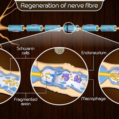 Russia Develops ‘Soft’ Material for Nerve Regeneration