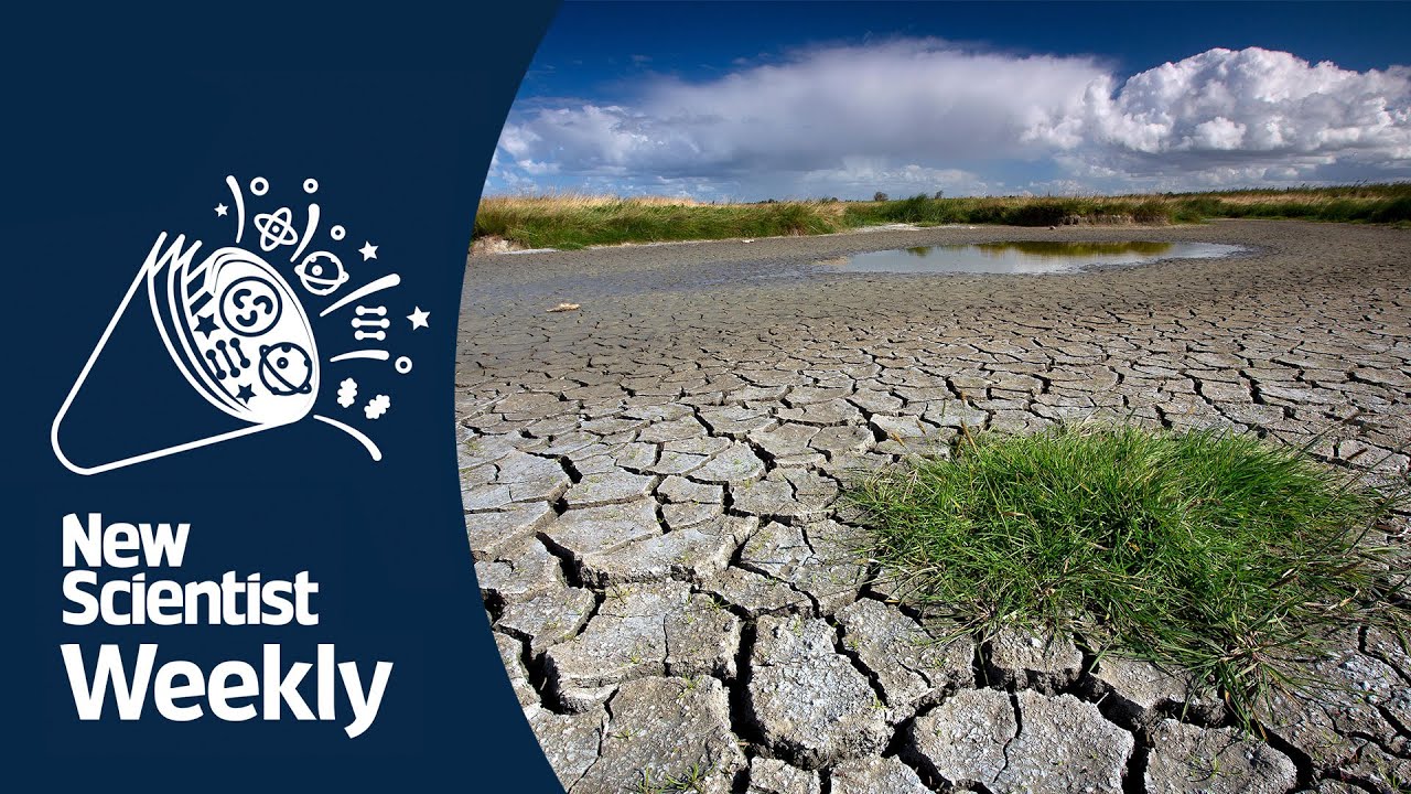 Preview Tyumen Scientists Achieve Breakthrough in Drought Crop Protection
