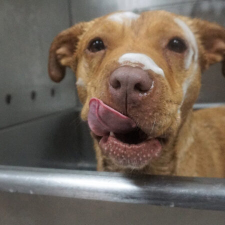 DogTown Pet Hotel Staff Questioned in Animal Cruelty Probe