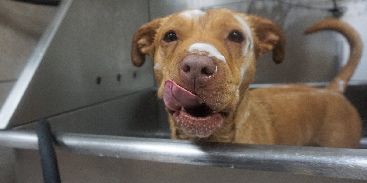 Preview DogTown Pet Hotel Staff Questioned in Animal Cruelty Probe