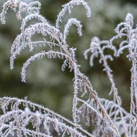 Night Frosts Arrive in the Moscow Region