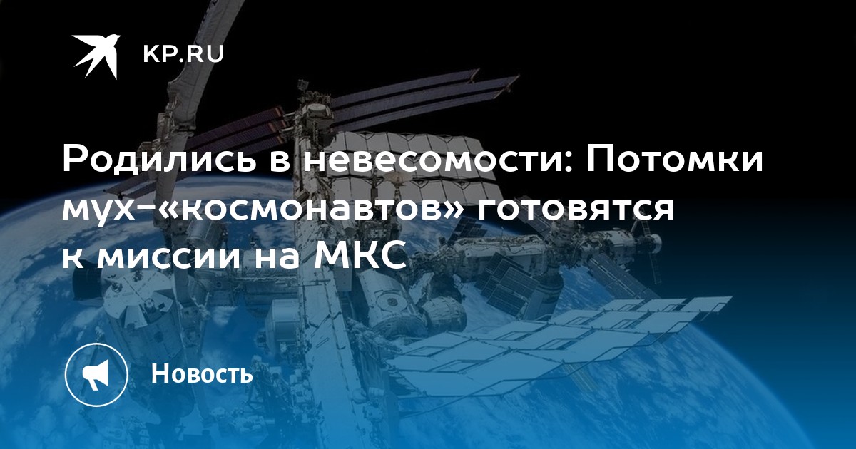 Preview Потомки мух-дрозофил из миссии «Бион-М» отправятся на МКС