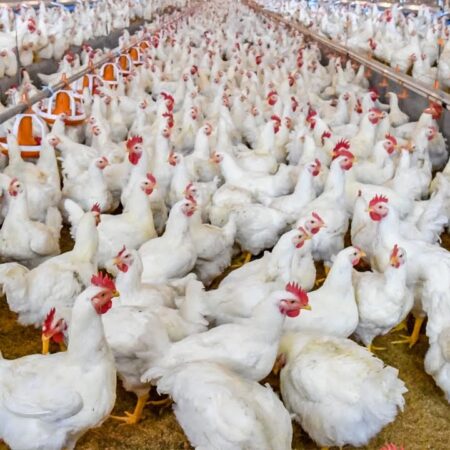Broiler Chicken Prices Soar in Russia: Poultry Farmers Union and Experts Weigh In