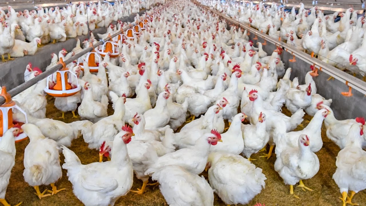 Preview Broiler Chicken Prices Soar in Russia: Poultry Farmers Union and Experts Weigh In