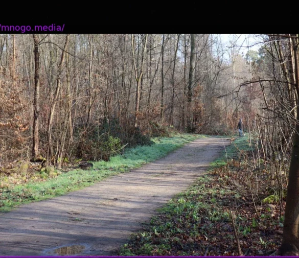 Teenager Arrested After Discovery of Deceased 19-Year-Old Near Mannheim