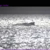 Humpback Whale in Baltic Sea: Its Condition Deteriorates Rapidly