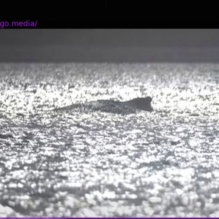 Humpback Whale in Baltic Sea: Its Condition Deteriorates Rapidly