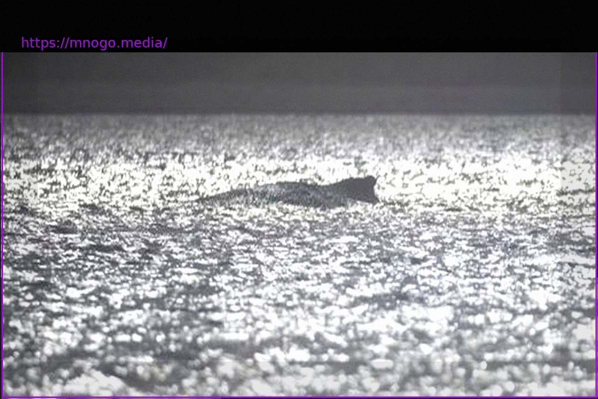 Preview Humpback Whale in Baltic Sea: Its Condition Deteriorates Rapidly